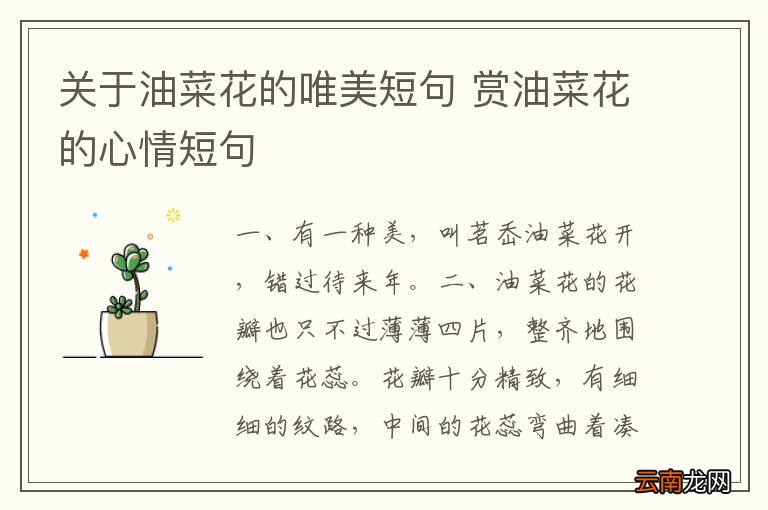关于油菜花的唯美短句 赏油菜花的心情短句