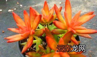 夏天红日多肉怎么养 多肉红日夏季怎么养