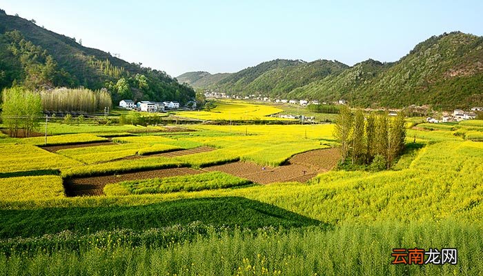 油菜花什么时候开 油菜花开的时间
