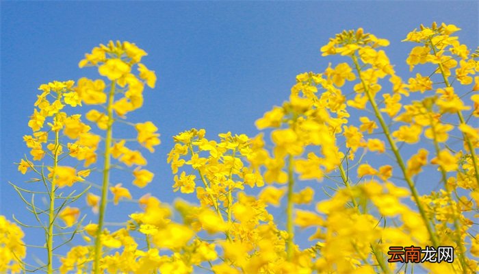 油菜花什么时候开 油菜花开的时间