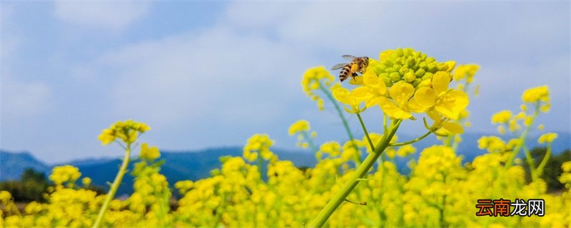 油菜花什么时候开 油菜花开的时间