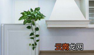 最旺家的花和绿植，客厅最旺家的绿植