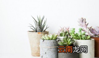法师多肉度夏需要避光吗 多肉法师八尺镜夏天怎么养