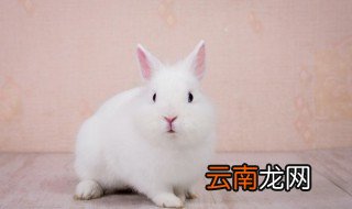 宠物兔夏天怎么养 兔夏天怎么养