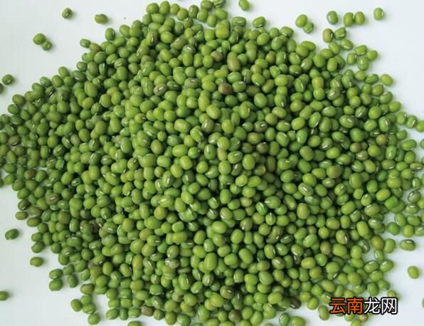 绿豆长虫了还能吃吗 绿豆长虫了怎么处理
