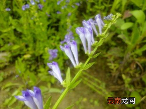 半枝莲可以美颜吗 半枝莲的禁忌