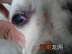 狗狗蛋蛋红肿是什么原因,小泰迪三天没便便了。且不爱喝水,蛋蛋有点红肿。