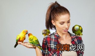鸟儿夏天怎么养，夏天如何养鸟