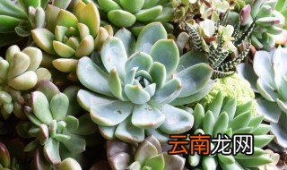 多肉植物白牡丹怎么养 多肉白牡丹夏天怎么养