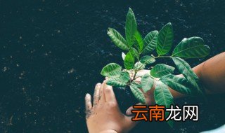 叶子的拼音怎么写 叶子的简介