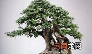 白腊盆景夏天怎么养 腊梅盆景夏天怎么养