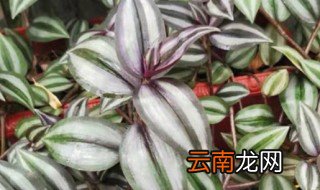 吊竹梅冬季的养殖方法和注意事项 吊竹梅夏天怎么养