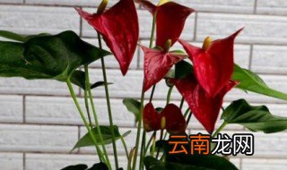 水培红掌需要晒太阳吗 夏天水培红掌怎么养