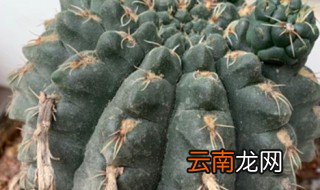 夏天绯花玉怎么养 绯花玉夏天能晒太阳吗