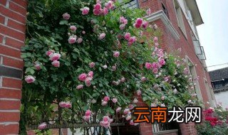 爬藤的月季夏天怎么养 爬藤月季夏季怎么养护