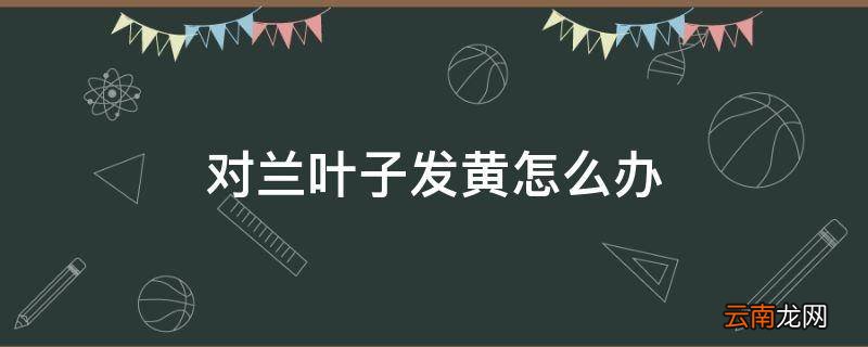 对兰叶子发黄怎么办