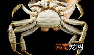 非常小的螃蟹怎么养 小螃蟹夏天怎么养