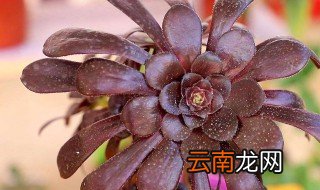 黑发师夏天怎么繁殖 黑发师夏天怎么养