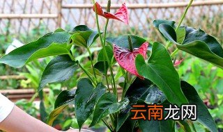 化客莱夏天怎么养