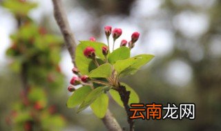 竹节海棠夏天怎么养护 四季竹节海棠夏天怎么养
