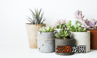 多肉植物唐印好养吗 多肉唐印夏天怎么养