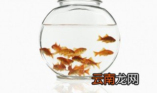 热带鱼天冷怎么养 热带淡水鱼夏天怎么养