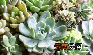 红粉佳人多肉好过冬吗 多肉红粉佳人夏天怎么养