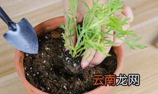 玛格丽特夏天怎么养，玛格丽特怎么过夏天