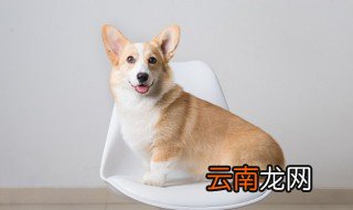 如何判断自己买的狗粮好不好 怎么判断狗粮好不好