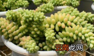 玉坠多肉夏天怎么过 玉坠多肉夏天怎么养