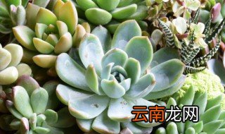 多肉雪莲夏天怎么养 多肉雪莲冬天怎么养