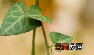 常春藤夏天怎么养 常春藤夏天怎么养护