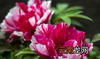 夏天高温下如何养花 夏天花怎么养