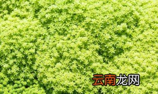 黄金草夏天怎么养，黄金草的养殖方法和注意事项