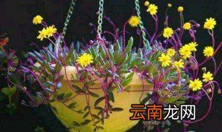 紫玄月冬季能在室内养吗 紫玄月夏天怎么养