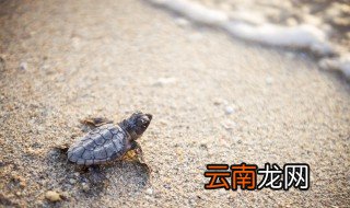 乌龟在夏天怎么养 夏天小乌龟怎么养