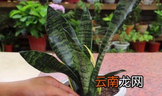 夏天虎皮兰怎么养 虎皮兰冬天怎么养要注意什么