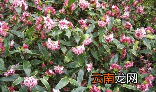瑞香夏天怎么养好 瑞香夏季怎么养