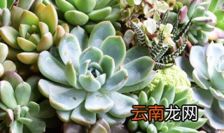 姬玉露夏天休眠吗 姬玉露夏天怎么养