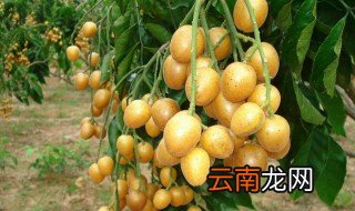 黄皮盆栽怎么养 黄皮开花后怎么养