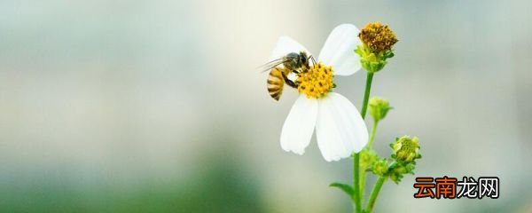 蜜蜂这篇课文告诉我们什么道理 蜜蜂一文告诉了我们什么道理