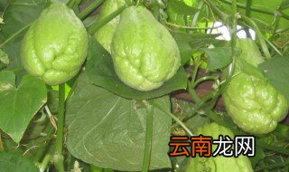 佛手瓜的做法大全 佛手瓜的烹饪方法