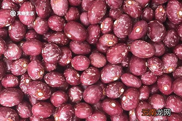 金丝豆的功效与作用 金丝豆的功效与作用是什么