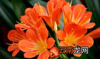 好养又好看的花 好养又好看的花图片及名称