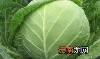 圆菜的做法大全 圆菜的做法有哪些