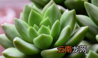 阳台养多肉用遮阳吗 夏天阳台养多肉怎么遮阳
