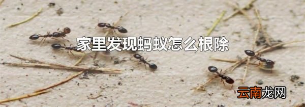 家里发现蚂蚁怎么根除