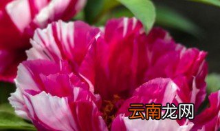 夏天养花要怎么养 夏天如何养花
