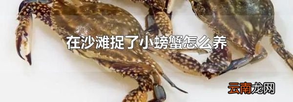 在沙滩捉了小螃蟹怎么养