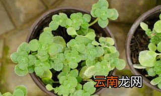 碰碰香放在孕妇卧室可以吗，孕妇可以养碰碰香吗